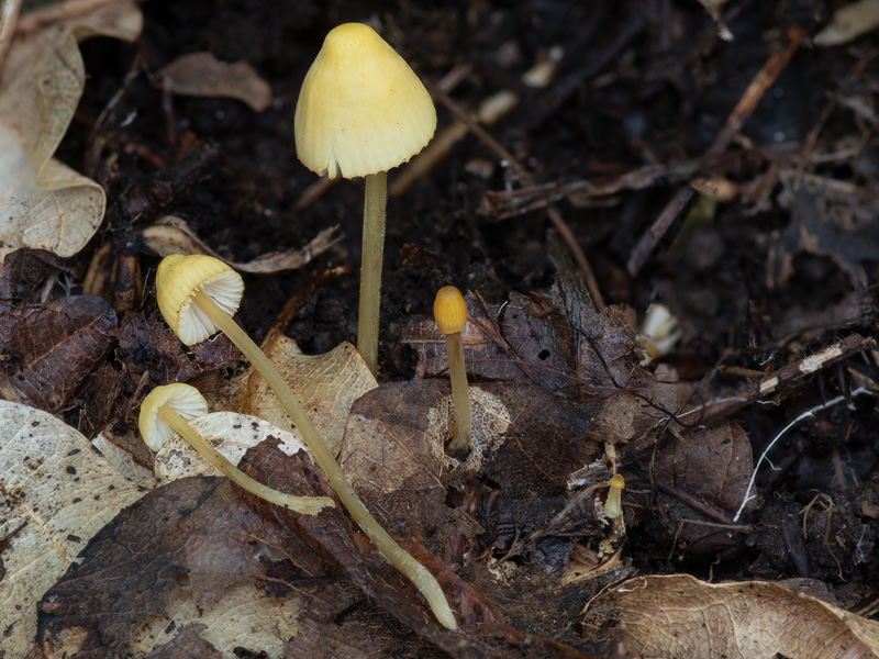 Mycena citrinomarginata